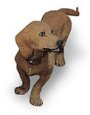 Detailaufnahme eines Hundes